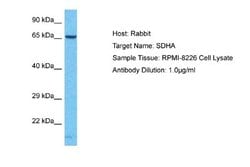 SDHA Antibody, Novus Biologicals 100 &mu;L; Unconjugated:Antibodies, Polyclonal